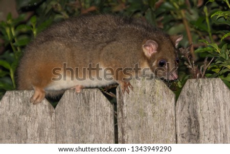 Female Common Ringtail Possum - Backyard possum in Woy Woy, NSW, Australia