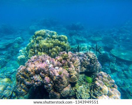 Undersea landscape with colorful coral reef. Tropical sea shore animals underwater photo. Seabottom perspective landscape. Oceanic wildlife undersea. Wild nature snorkeling banner template