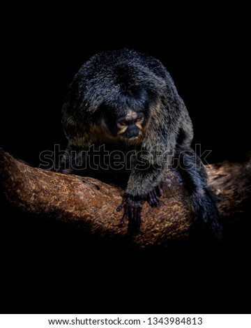 This is a male Whiteface Saki (Pithecia pithecia) sitting on a branch in front of a black background.