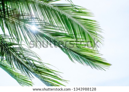 Summer tropical palm tree in the blue sky and clouds with copy space. Minimal concept. pastel tones. Blurry background.