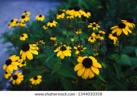 Bright contrast composition of yellow black-eyed Susan (rudbeckia) flowers in warm key