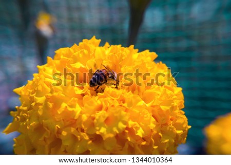 Marigold (Tagetes Hawaii) yellow  flower vibrant close-up with a bee