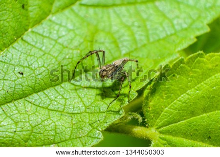 
Macro pictures of small spiders on green leaves