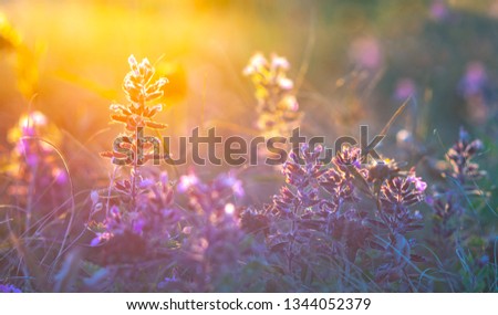Floral spring (summer) natural landscape with wild lilac flowers on meadow . Artistic image. Soft focus, author processing, macro photo