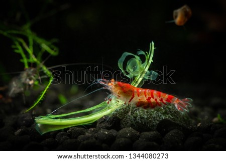 Red tiger shrimp orange eye on green leaf pets aquarium hobby