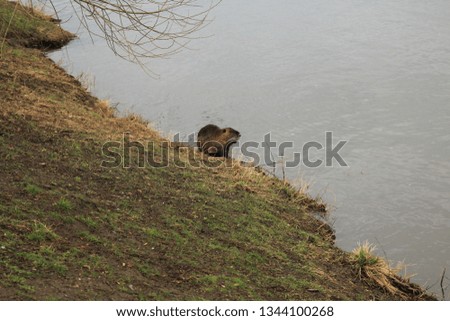 Nutria climbed onto the riverbank.