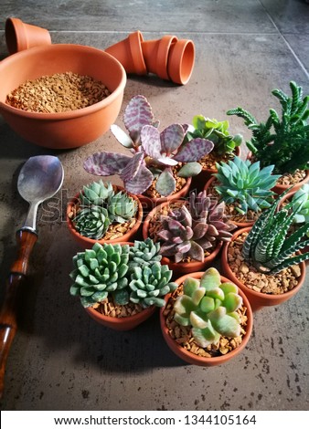 Succulents in mini terracotta pots