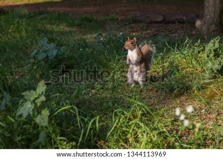 Squirrel in a park of London