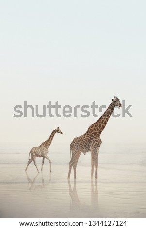 Two giraffes walking on a beach with calm water and fog. A baby giraffe and adult giraffe standing in the water. Wild animals, nature.