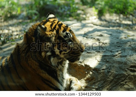 Tiger at outside