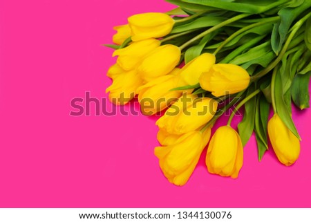 yellow tulips on pink background. Mother's day. Happy Easter!