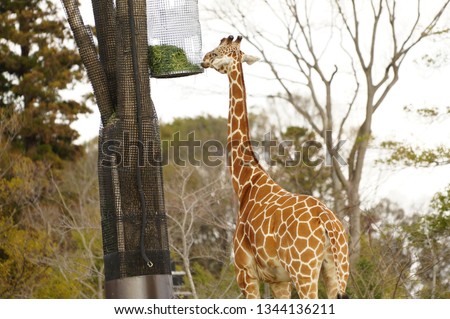 Giraffe at outside
