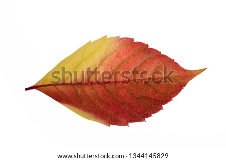 Texture of a bright autumn red-yellow leaf from a tree close-up on a neutral white background