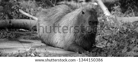 The capybara is the largest rodent in the world. Also called chiguire, it is a member of the genus Hydrochoerus, of which the only other extant member is the lesser capybara. 