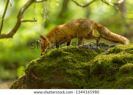 beautiful cunning red fox in attractive green spring forest with rocks covered with moss