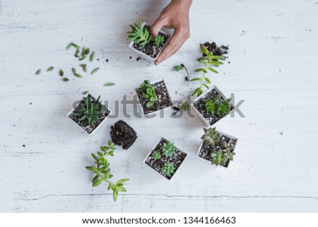 Succulent hand planting In white pots White background in the room