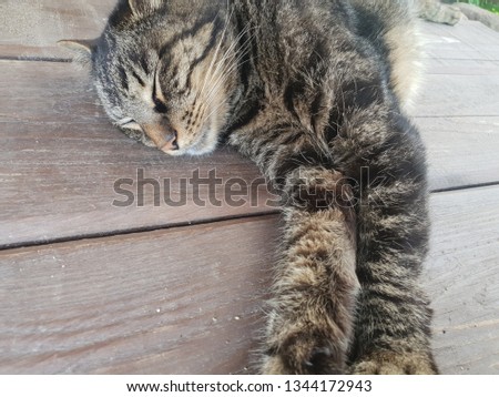Sleeping cat laying on ground, resting in sunshine