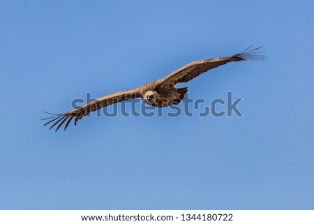 Griffon vulture in the sky of Provence