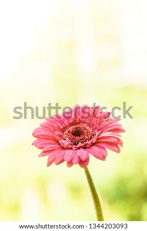 Beautiful flower in sunlight - springtime, mothers day, gift for her concept. It's time to bloom