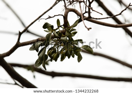 Viscum album growing on tree. Hemiparasite on several species of trees, from which it draws water and nutrients. A species of mistletoe in the family Santalaceae, commonly known as European mistletoe,