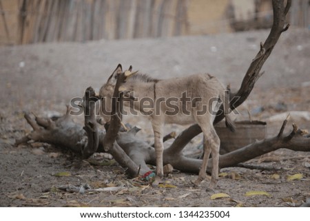horizontal photography of a baby donkey standing by an old tree trunk with big branches, outdoors on a sandy soil, with handmade fence in the background