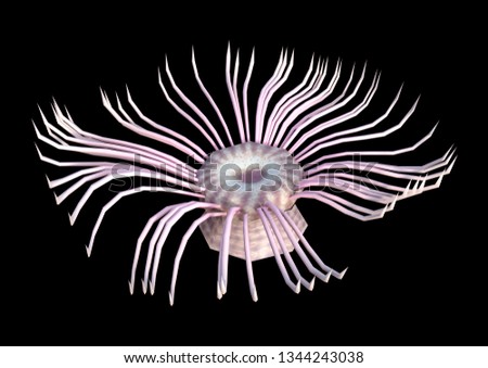 3D rendering of a sea anemone isolated on black background