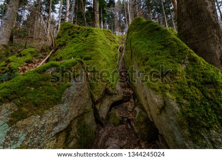 Mystical forest with mossy stones