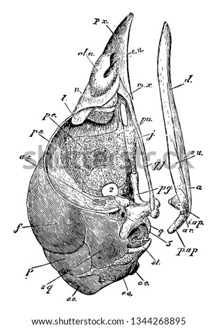 This diagram represents Ripe Chick Skull Profile vintage line drawing or engraving illustration.