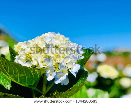 Hydrangeas blooming in the garden with clear sky.