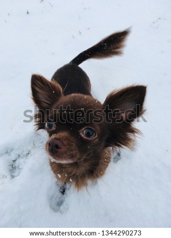 dog chihuahua chocolate brown