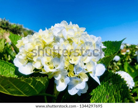 Close-up picture of Hydrangeas where blooming in the garden.