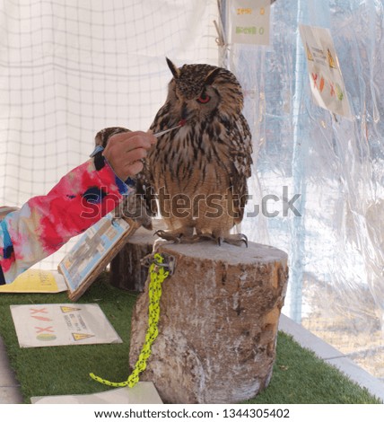 Ranch owl feeding
