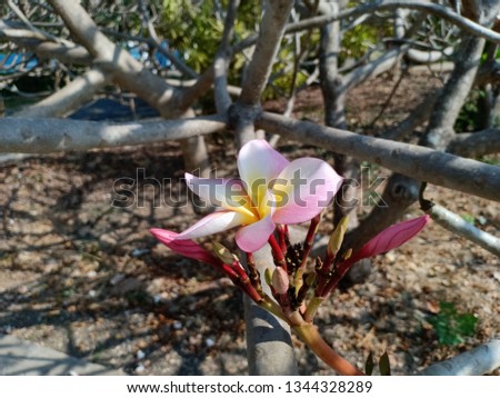Frangipani flower at the national park In the government center area of ​​Thailand on friday vacation