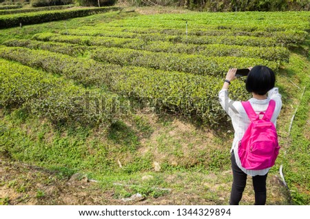 traveling woman take a picture in tea farm at Taiwan