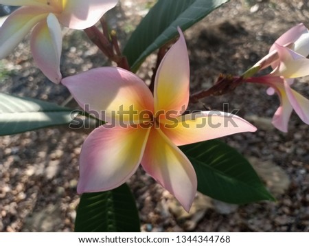 Frangipani flowers, fresh atmosphere of the park area on the high mountain top in northern Thailand on saturday afternoon after lunch