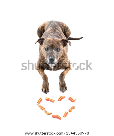 Brown pitbull dog lying on the floor next to a heart of snacks against a white background