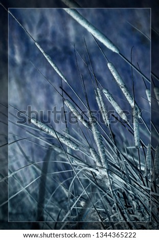 Reeds in the field
