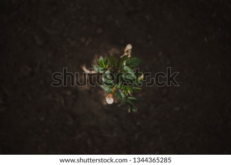 young decorative rose with small leaves grows in the garden, top view