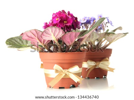 Bright saintpaulias in flowerpots, isolated on white