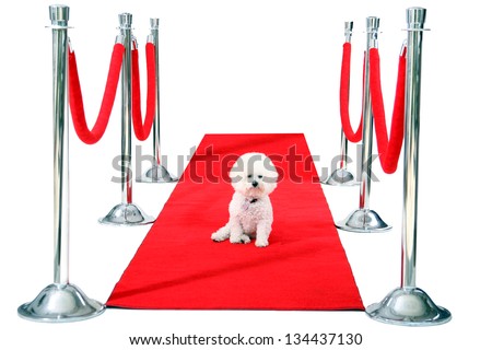 Jolie a Pure Breed Bichon Frise dog, relaxes on her HOLLYWOOD RED CARPET while she awaits on her Paparazzi to come take her pictures after her latest movie premier.