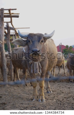 Front picture of Thai buffalo in farm