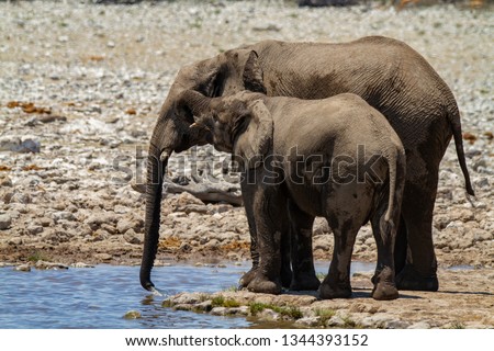 elephant namibia deserts and nature in national parks africa 