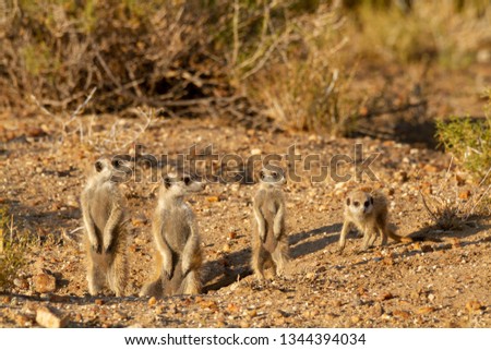 suricate desert animaletosha national park namibia