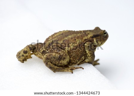 Common Toad (Bufo bufo): an isolated Toad on a white background