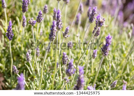 Lavender flowers, Closeup view of a lavender field blooming in spring, Greece