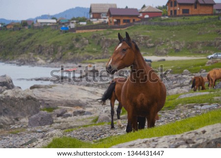 
horse walks by the mountain river
