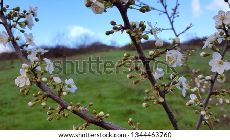 Cherry blossom in spring.Tree in the park.Blooming cherry tree in spring