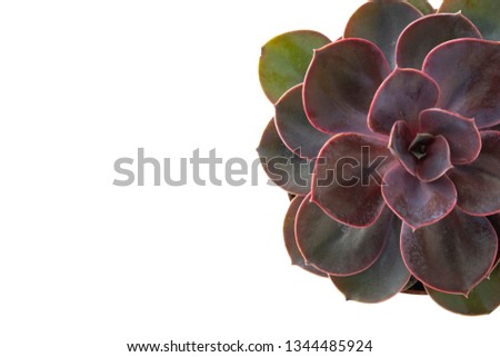 Pink Succulent Isolated Echeveria Dusty Rose
