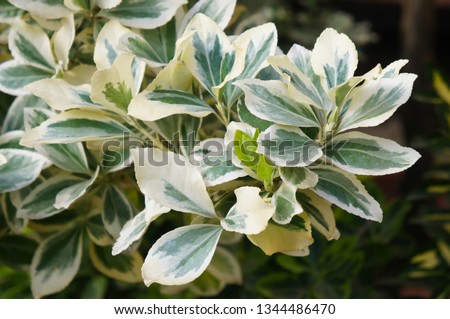 Euonymus fortunei silver queen spindle green leaves Royalty-Free Stock Photo #1344486470