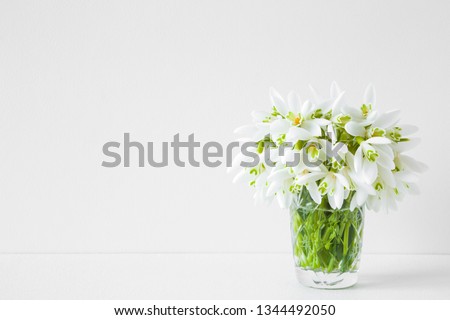 Welcome spring. Fresh, beautiful snowdrops on white shelf at light gray wall. First messengers of spring. Empty place for inspirational, emotional, sentimental text, quote or sayings. Front view.